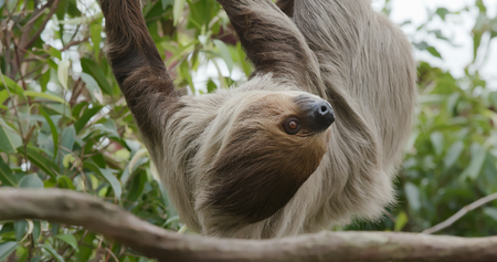 Sloth on treeの写真素材