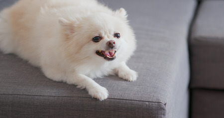 White pomeranian dog barking on sofaの写真素材