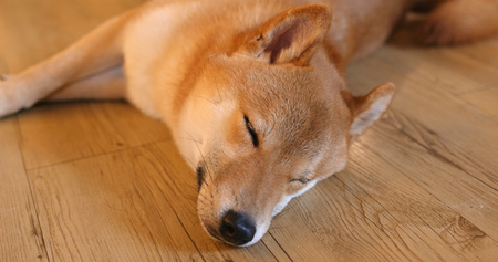 Shiba inu sleep at homeの写真素材