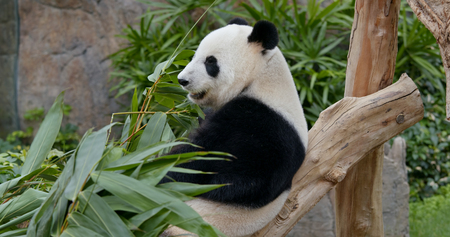 Panda eat green bamboo leavesの写真素材