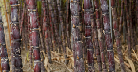 Sugar cane farmの写真素材