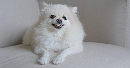 Pomeranian dog get angry on sofaの写真素材