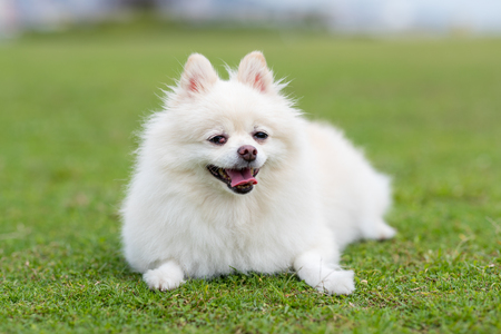 White Pomeranian in the parkの写真素材