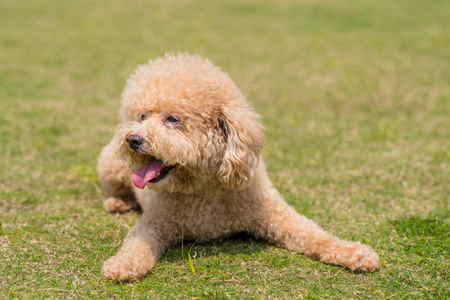 Dog Poodle lying down on the green lawnの写真素材