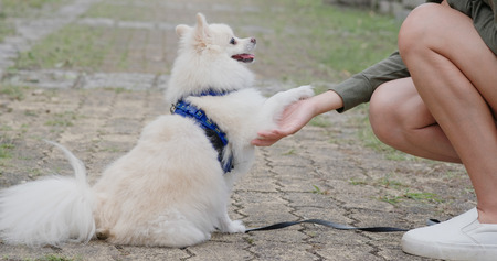 Pomeranian dog waiting for snack at outdoorの写真素材