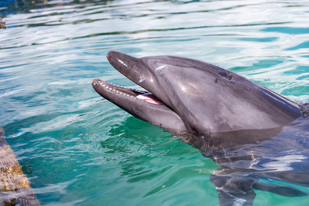 Dolphins wait for foodの写真素材