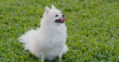 Pomeranian lying down on the green lawnの写真素材