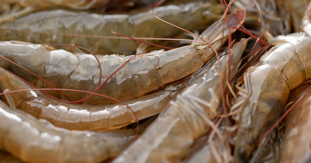 Fresh raw shrimpの写真素材