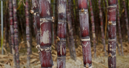 Sugar cane farmの写真素材