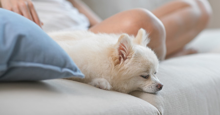 Dog sleep on sofa at homeの写真素材
