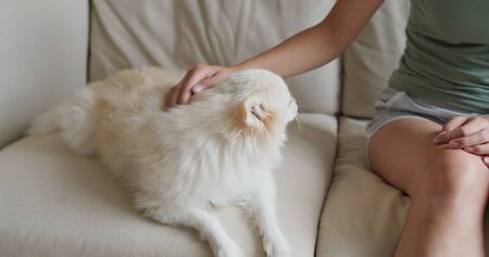 Pet owner cuddle on Pomeranian dogの写真素材