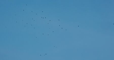 Many eagle fly over the blue sky