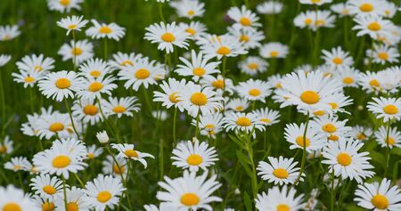 White chamomile in the meadow fieldの写真素材