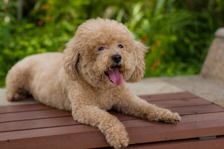 Adorable Dog poodle city at parkの写真素材