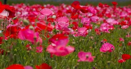 Pink poppy flower field gardenの写真素材