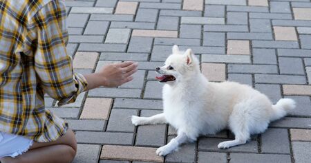Woman train her pomeranian dog at outdoorの写真素材