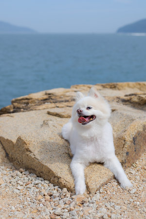 White pomeranian sit on the rockの写真素材