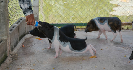 Feed little pig at farmの写真素材