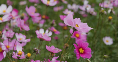 Beautiful cosmos flower garden farmの写真素材