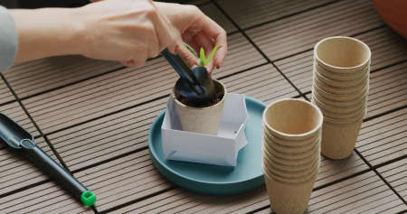Put small water spinach sprout into paper cup