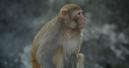 Wild monkey in the forest
