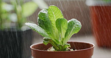 Watering on the potted plantの写真素材