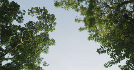 Low angle of view the tree