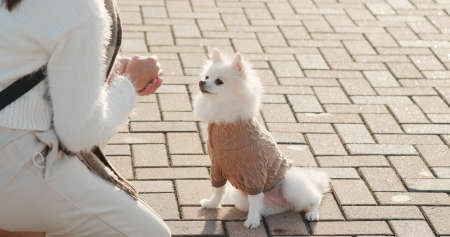 Woman train her dog with treat at outdoorの写真素材