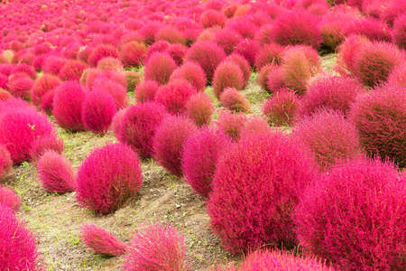 Kochia flowers gardenの写真素材
