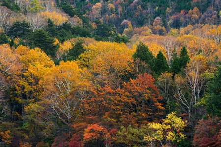 Beautiful Autumn forest with colourful tree and plantの写真素材