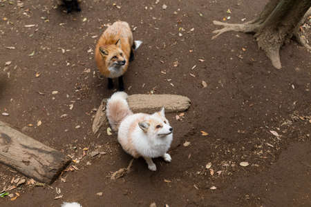 Fox in the parkの写真素材