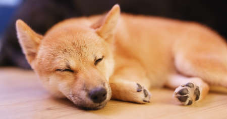 Sleeping shibu dog at homeの写真素材