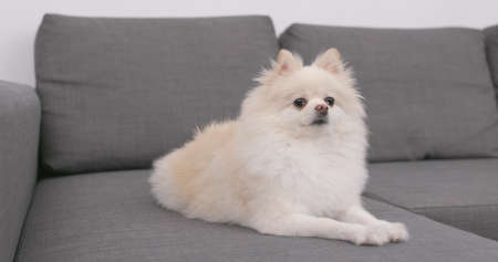Pomeranian dog sitting on sofaの写真素材