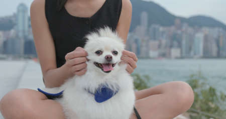 Cute Pomeranian dog with pet ownerの写真素材