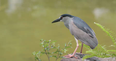 Night Heron on lakeの写真素材