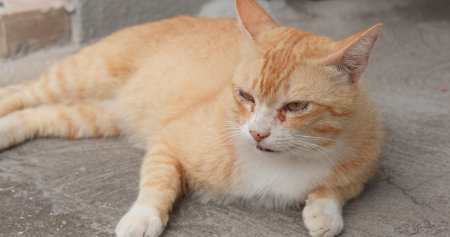 Lovely street catの写真素材