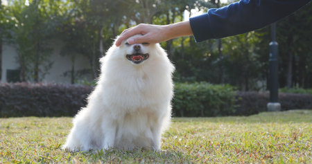 Touching dog at city parkの写真素材