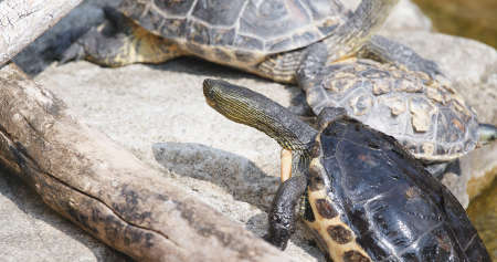 Pond Turtle on rockの写真素材