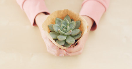 Woman hand holding Green Succulents plantの写真素材