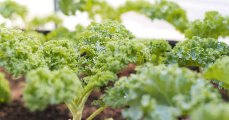 Fresh kale in farmの写真素材