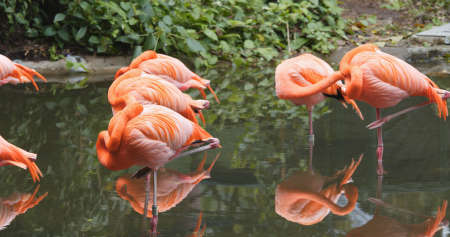 Caribbean flamingo in water pond