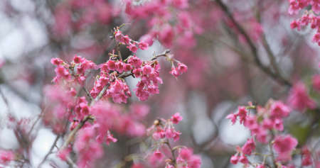 Cherry blossom on treeの写真素材