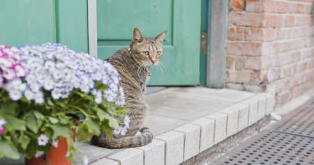 Street cat at outdoorの写真素材