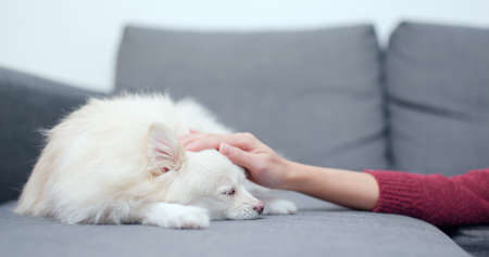 Pet owner touch on her dogの写真素材