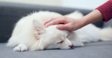 Pet owner touch on her pet at homeの写真素材