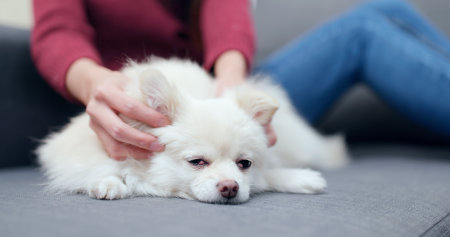 Pet owner touch on her pet at homeの写真素材