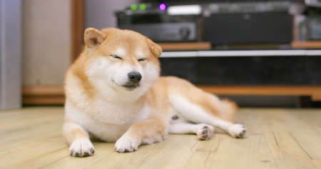 Sleeping shiba dog at homeの写真素材