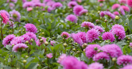beautiful flower fieldの写真素材