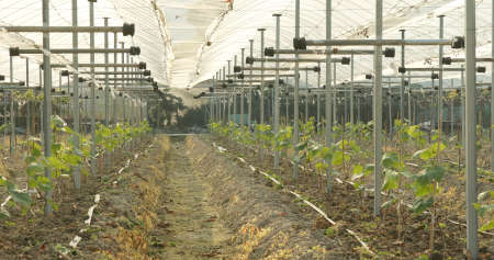 Fresh new planting new grape in farmの写真素材