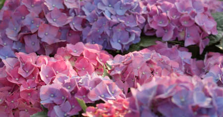 Purple hydrangea flowers